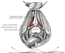 Bulbourethral gland labeled at center left