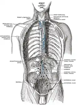 Deep lymph nodes and vessels of the thorax and abdomen.