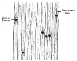 Medullated nerve fibers stained with silver nitrate