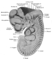 Reconstruction of peripheral nerves of a human embryo of 10.2 mm. (Label for Diencephalon is at left.)