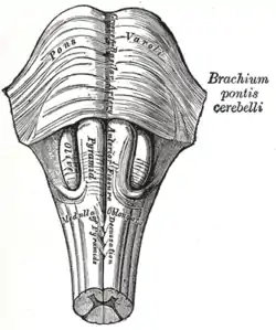 Medulla oblongata and pons