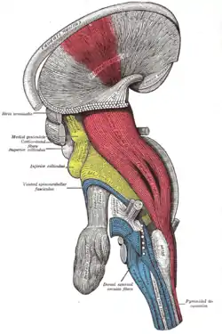 Deep dissection of brain-stem. Lateral view.