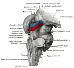 Hind- and mid-brains; postero-lateral  view.(