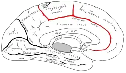 Medial surface of left cerebral hemisphere. (Cingulate sulcus shaded in red.)