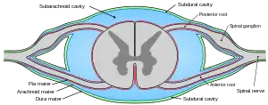 Diagrammatic transverse section of the medulla spinalis and its membranes.