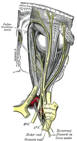 Nerves of the orbit. Seen from above. The infratrochlear nerve is labelled at the top left, and can be seen as a terminal branch of the nasociliary nerve, along with the anterior ethmoidal nerve.