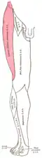 Diagram of segmental distribution of the lateral cutaneous nerve (shaded) and other nerves of the right leg. Front view.