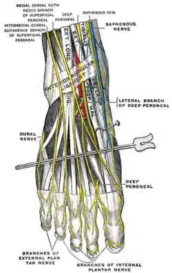 Nerves of the dorsum of the foot