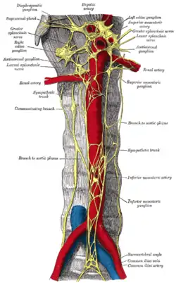 Abdominal portion of the sympathetic trunk, with the celiac plexus and hypogastric plexus.