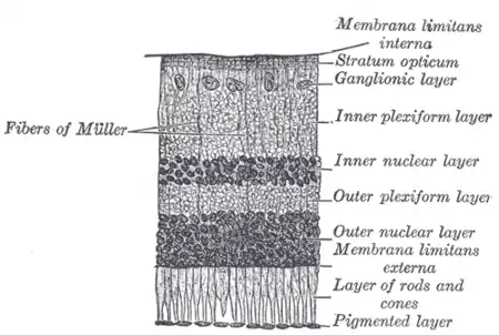 Section through retina