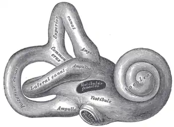 Right osseous labyrinth. Lateral view.