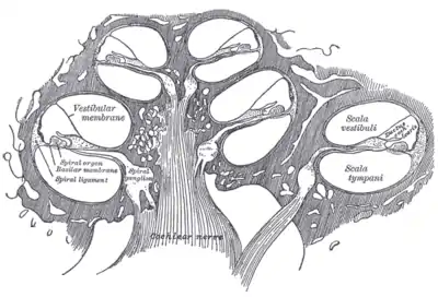 Cross-section of the cochlea.