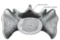 Base of sacrum.