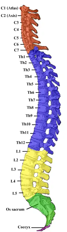 Vertebral column