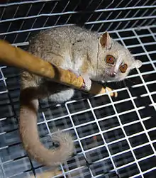 A large-eyed lemur perched on a wooden rod with the long furry tail dropping down