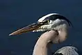 Great blue heron