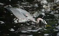 Heron has fish under water