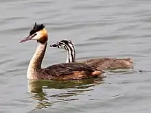 Juvenile with adult