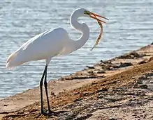 Great egret, Ardea alba