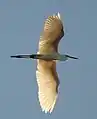 In flight at Lake Monger, Perth, Western Australia