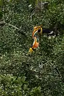 A female great hornbill (above) with a male (below) in Nelliyampathy