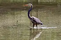 Great blue heron (dark form)