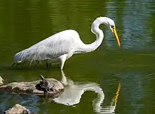 Great egret (Ardea alba)