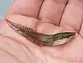 Tadpole