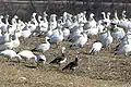 A. c. atlanticus, spring migration, blue morphs in foreground, Alexandria, Ontario