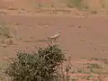 Perched on a bush (Mauritania)