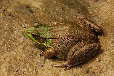 Image 14Rana clamitansPhoto credit: Derek RamseyThe American Green Frog (Rana clamitans) is native to the eastern half of the United States and Canada. Green frogs live wherever there is shallow freshwater: ponds, road-side ditches, lakes, swamps, streams and brooks. The green frog is abundant wherever it occurs.More selected pictures