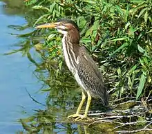 Subadult retaining some juvenile plumage