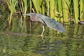 Green Heron