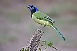 Green jay