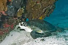 Sea turtle coming ashore