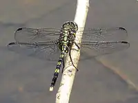 Male dorsal view