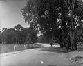 Horse and cart using Greenhill Road, 1915