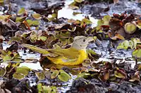 Gray-headed tanager