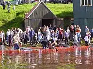 In accordance with the regulations, men and women  gather on the shore to kill the beached whales, here in the town Vágur on Suðuroy