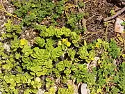 Howland island flora