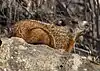 Marmota monax