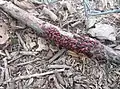 Large group of boxelder bugs found on a fallen limb.