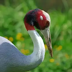 The sarus crane