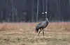 A common crane