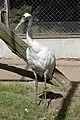 Red-crowned crane