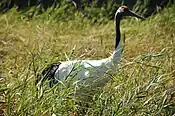 A black and white crane with a red crown.