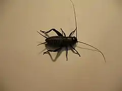 A nymphal male fall field cricket, Gryllus pennsylvanicus