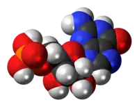 Space-filling model of guanosine monophosphate