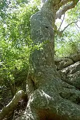 Tree in Guánica State Forest