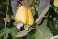 Marañon or Cashew (Anacardium occidentale)